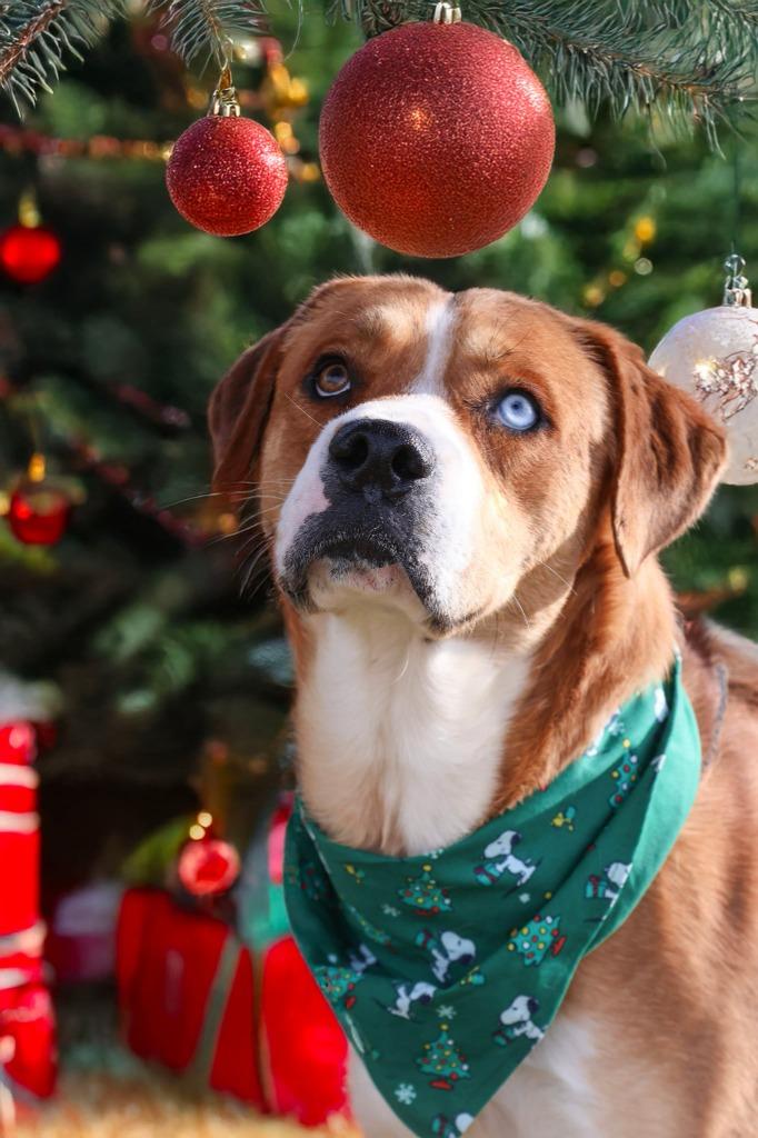 Enlarge AJ, a Adoptable mixed breed in Columbia, TN image 3/6