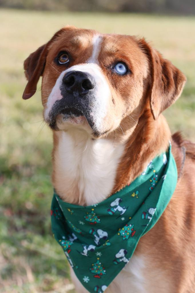 Enlarge AJ, a Adoptable mixed breed in Columbia, TN image 4/6