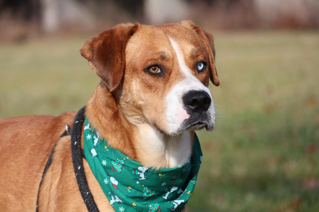 Enlarge AJ, a Adoptable mixed breed in Columbia, TN image 5/6