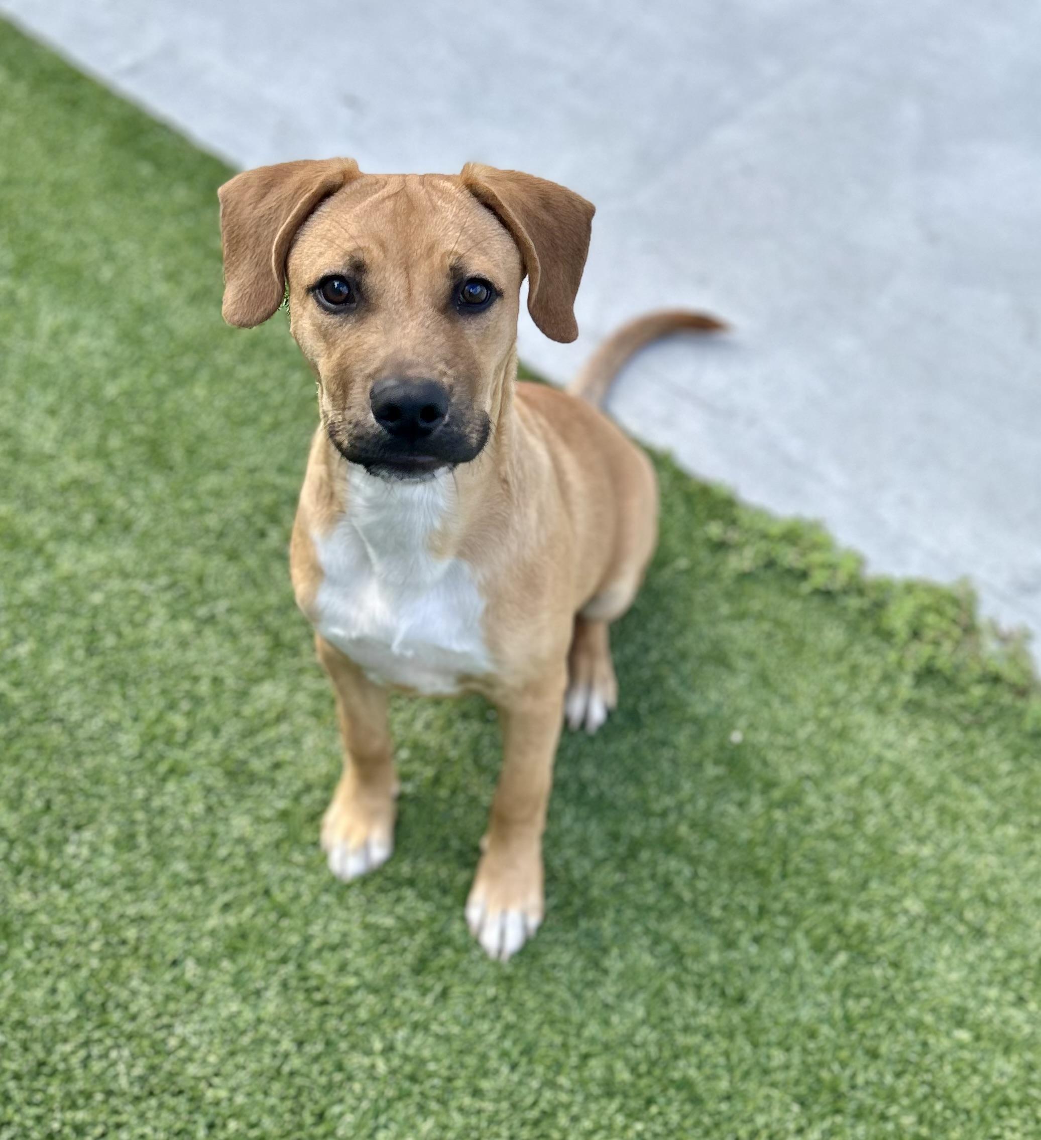 Enlarge Coors, a ADOPTABLE mixed breed in Coconut Creek, FL image 1/6