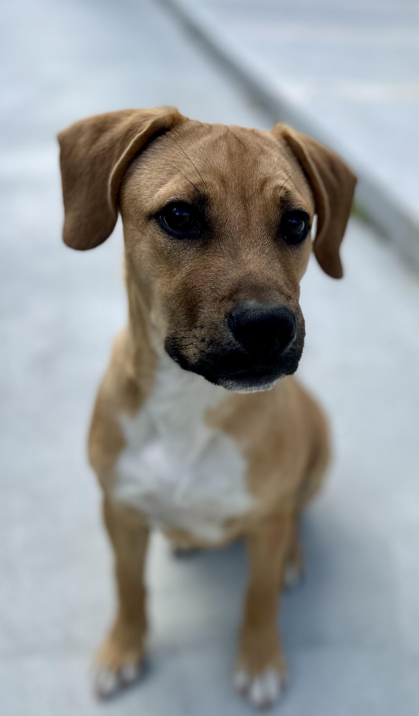 Enlarge Coors, a ADOPTABLE mixed breed in Coconut Creek, FL image 2/6