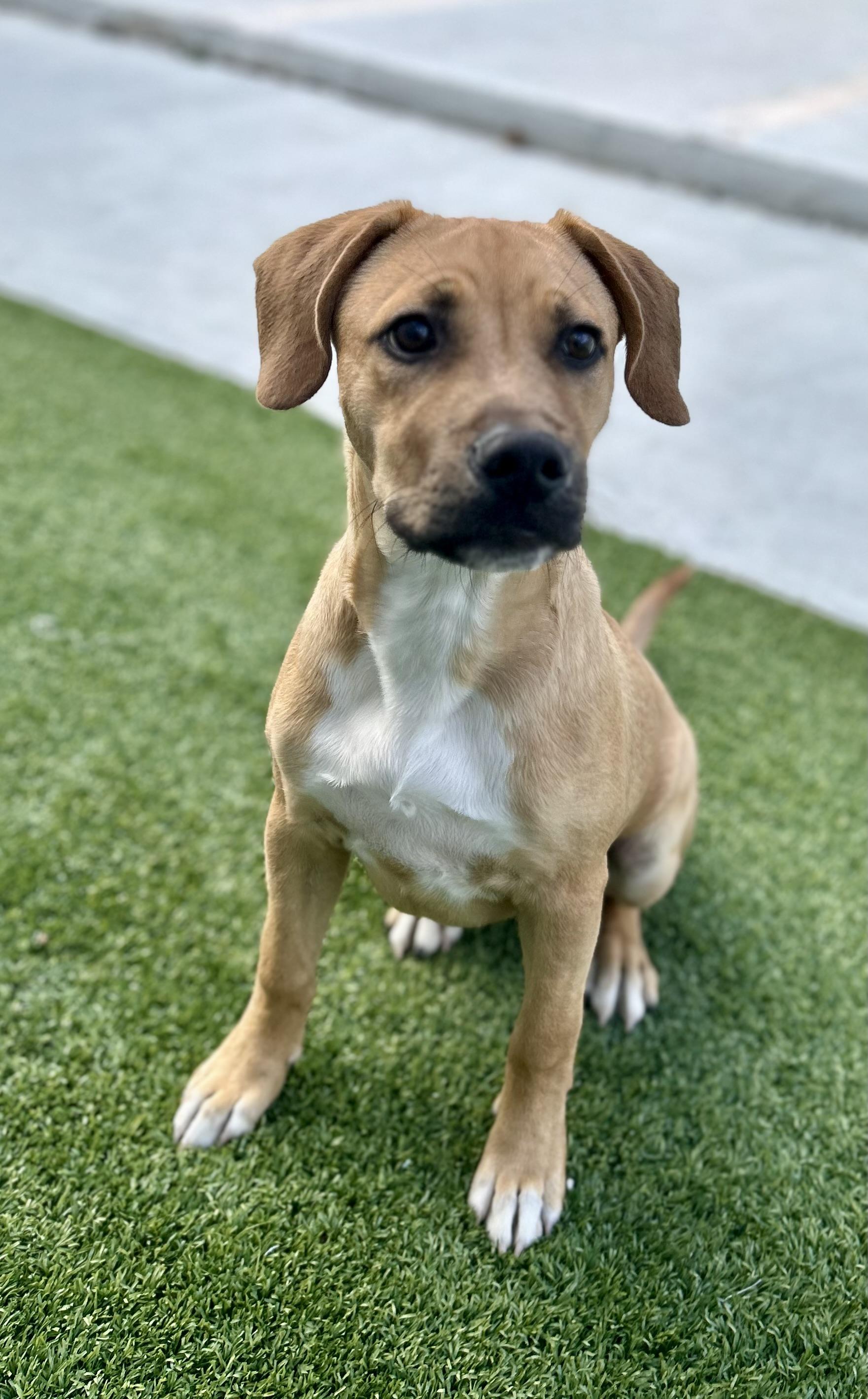 Enlarge Coors, a ADOPTABLE mixed breed in Coconut Creek, FL image 4/6