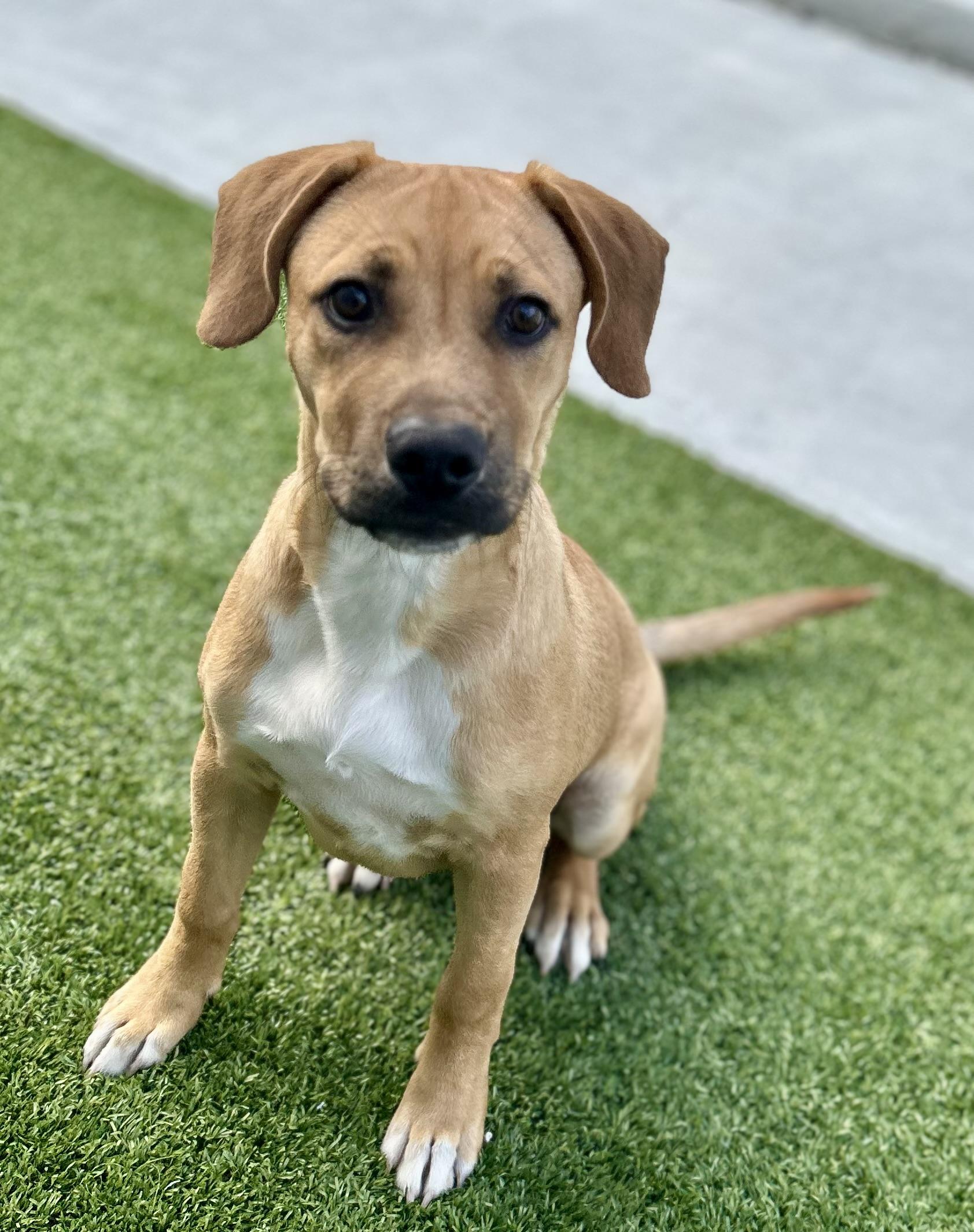 Enlarge Coors, a ADOPTABLE mixed breed in Coconut Creek, FL image 5/6