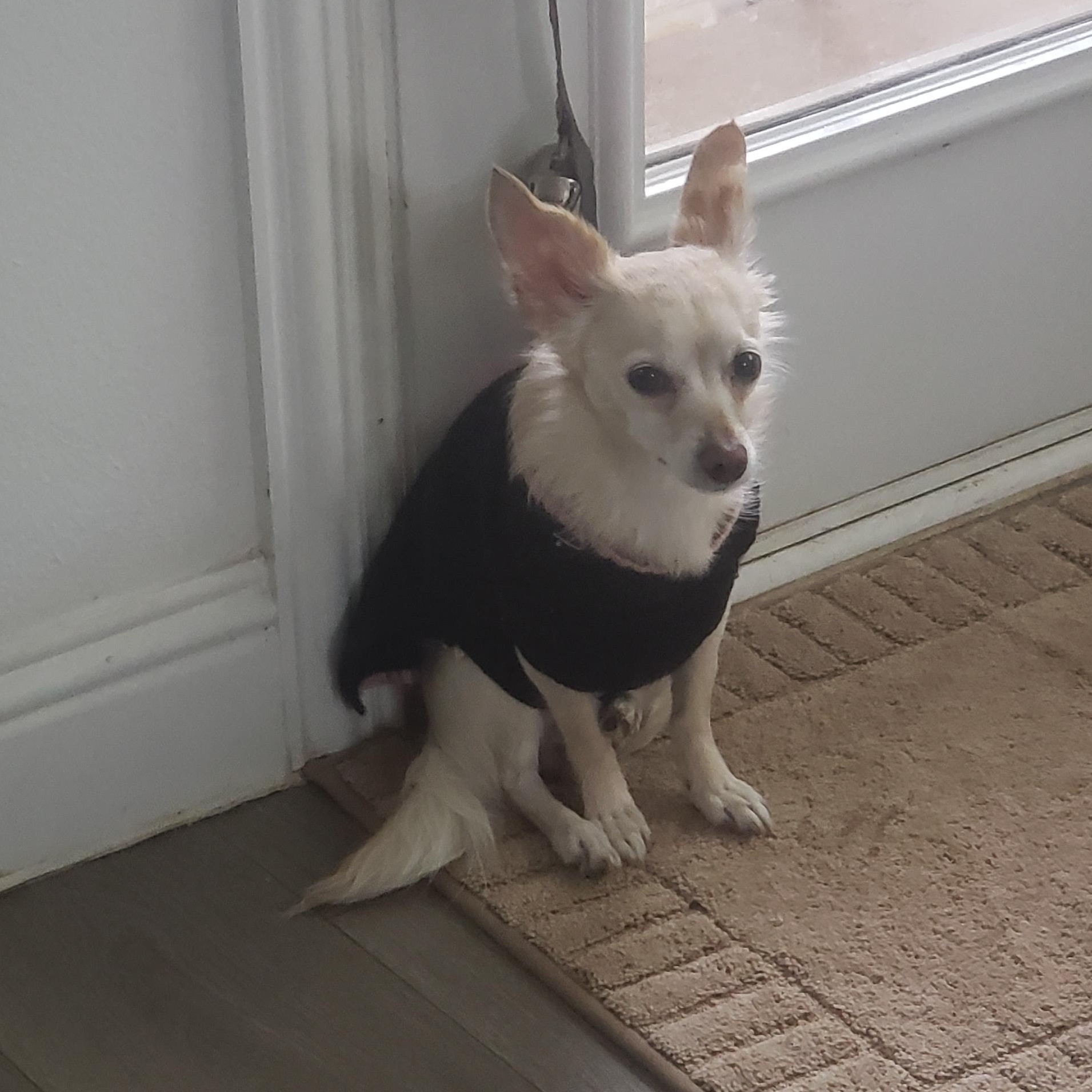 Keko, a Adopted mixed breed in Dallas, TX image 1/2