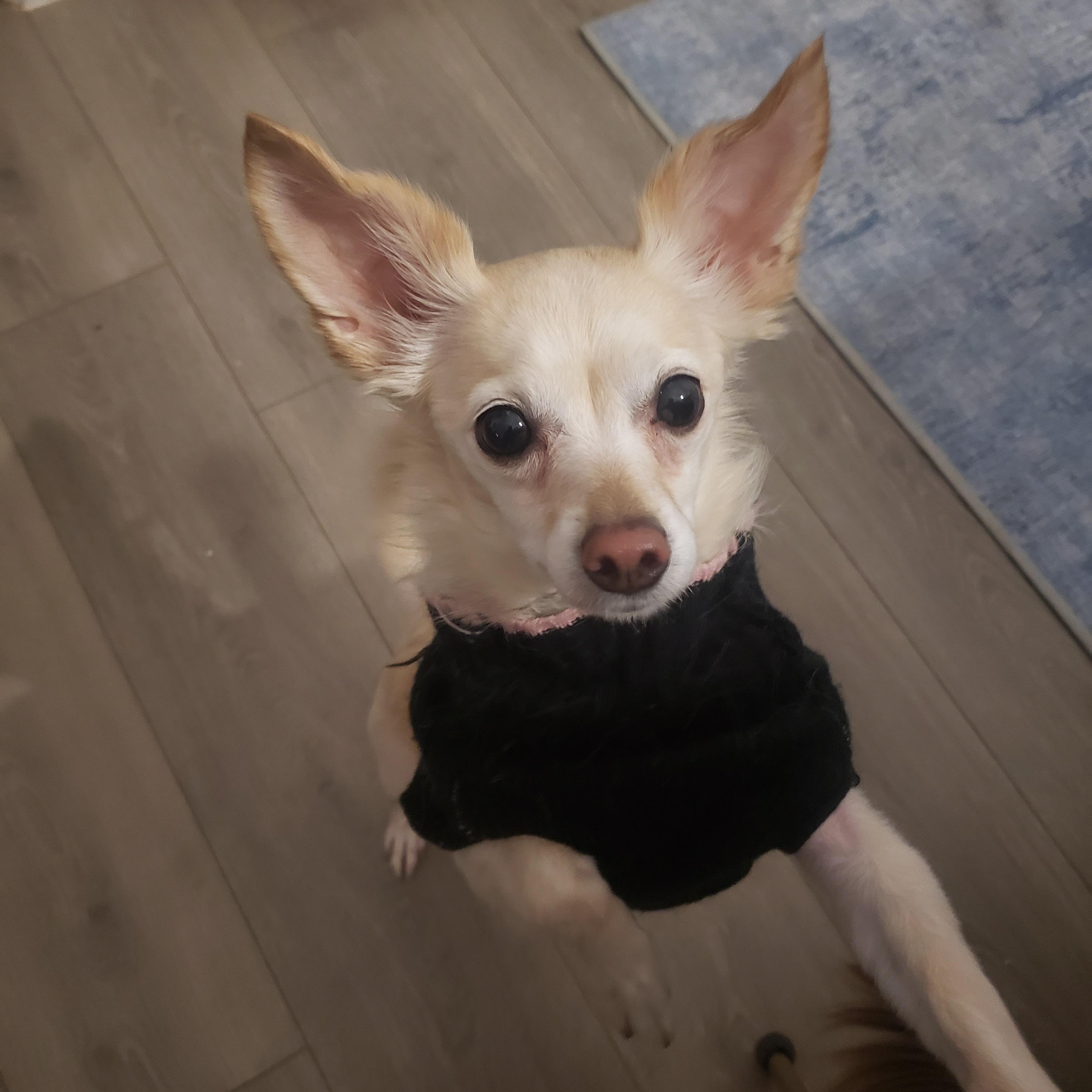 Keko, Adopted, Adult Female Chihuahua.