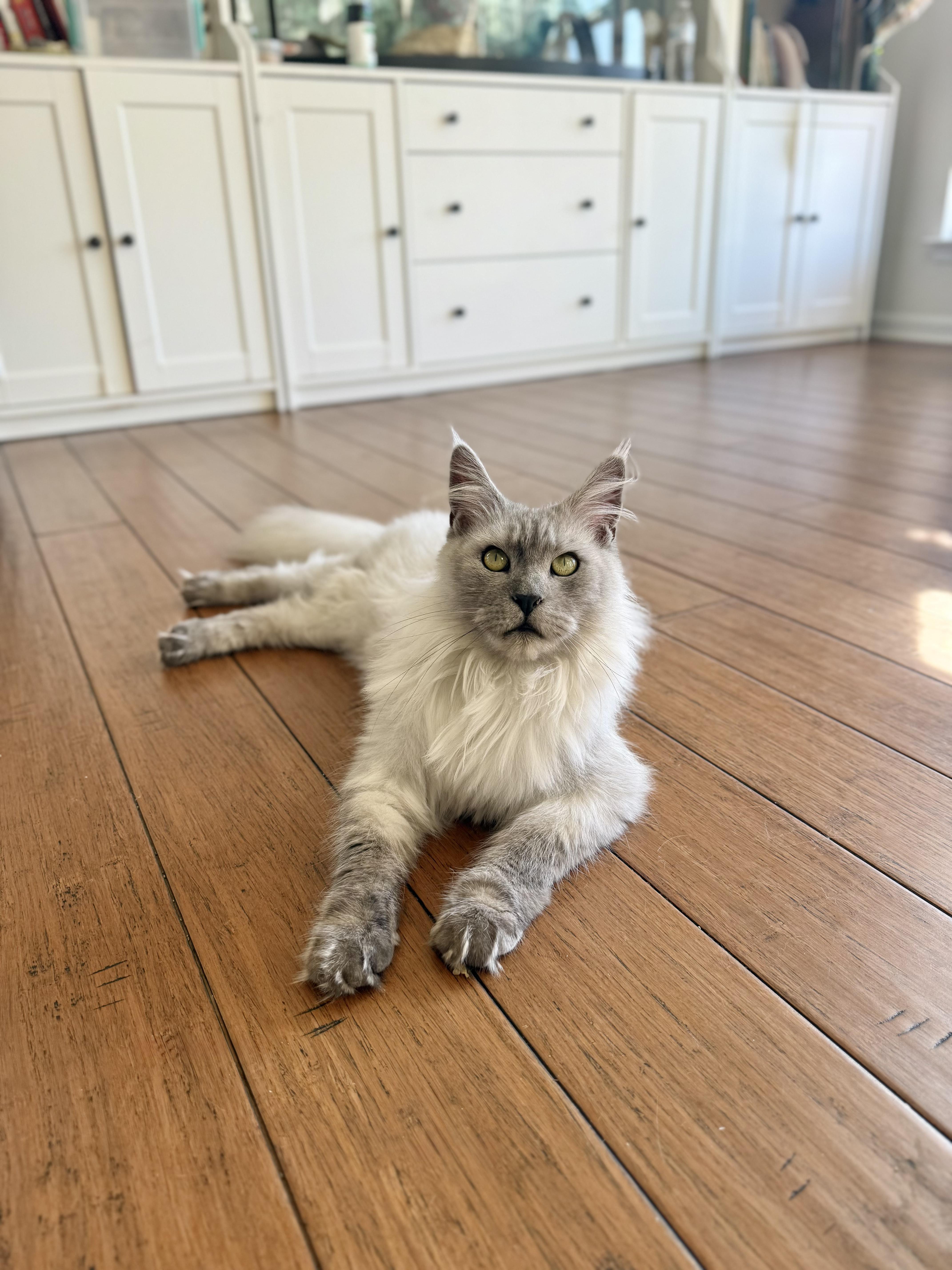 Enlarge Freya, a ADOPTABLE Maine Coon in Manchester, MD image 1/1