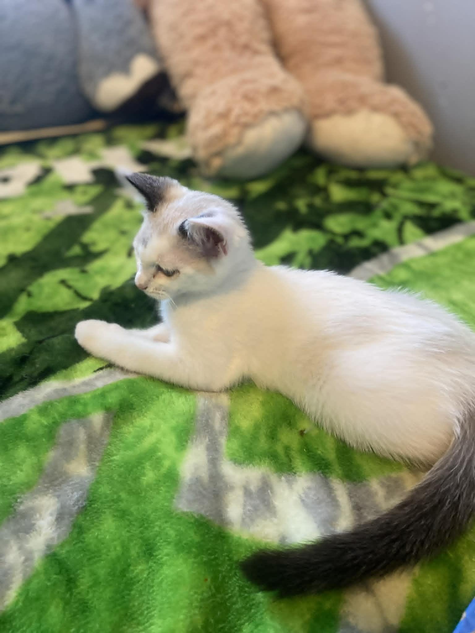 Alyssa, an adopted Siamese in Rochester, WA image 2/2