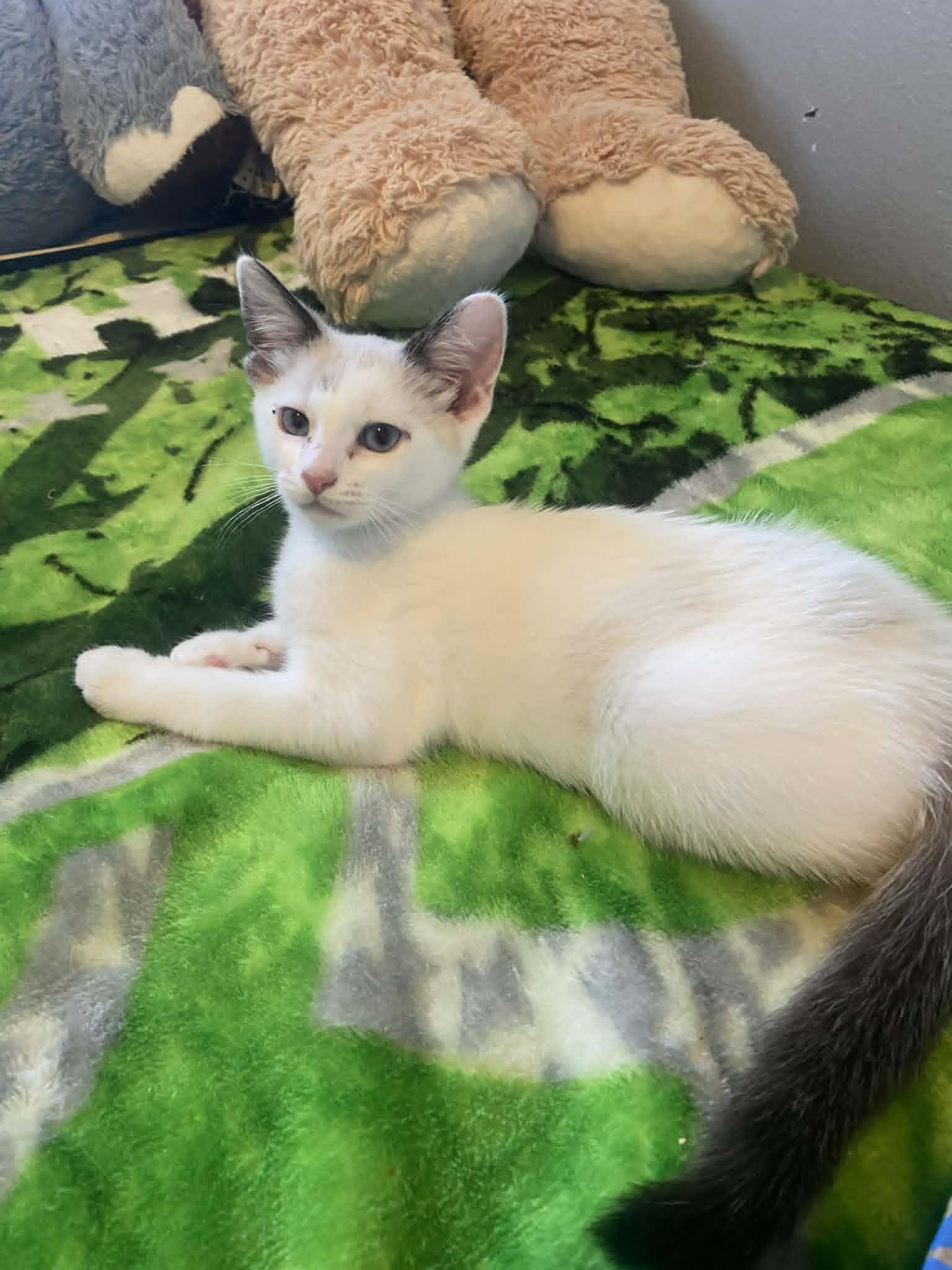 Alyssa, an adopted Siamese in Rochester, WA image 1/2