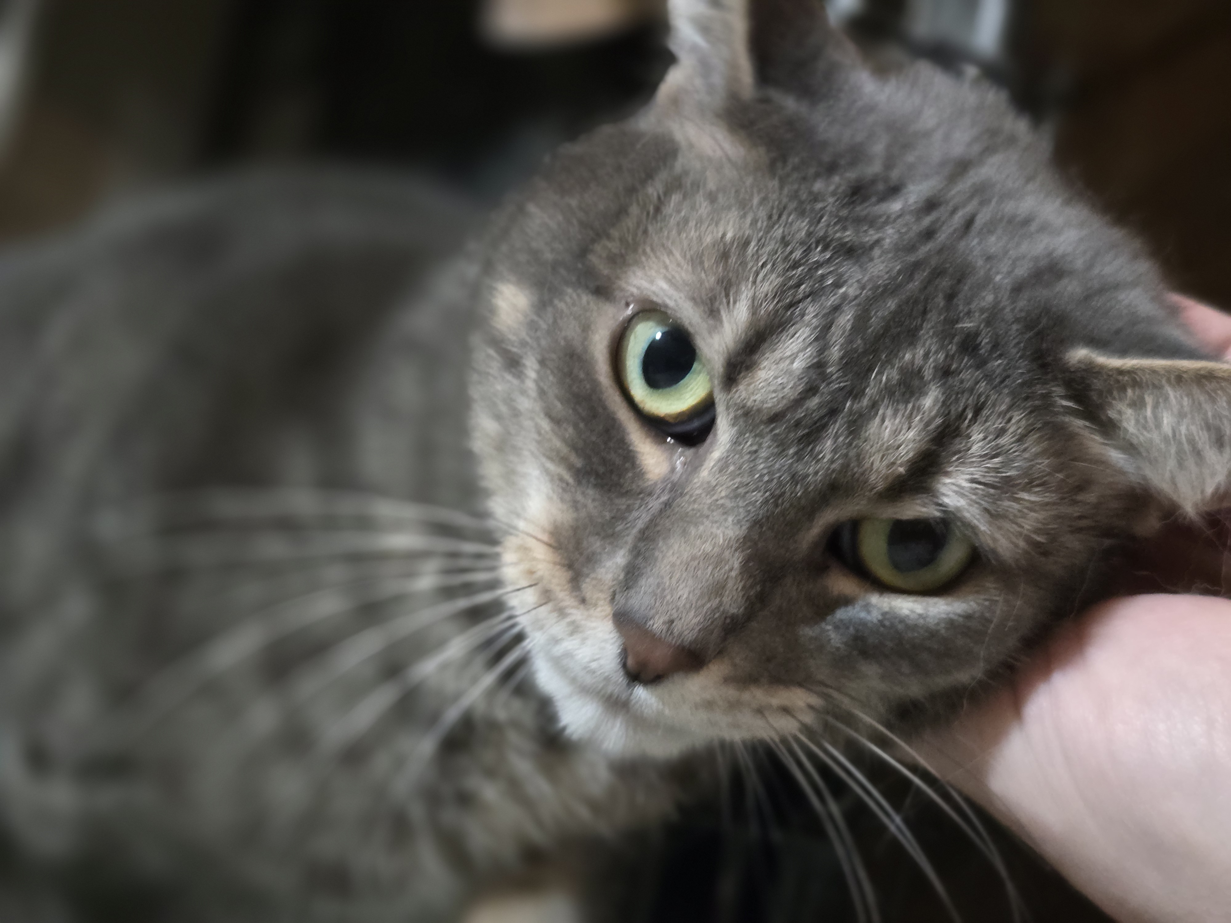 Enlarge Pepperoni, a Adoptable Domestic Short Hair in Nottingham, MD image 1/3