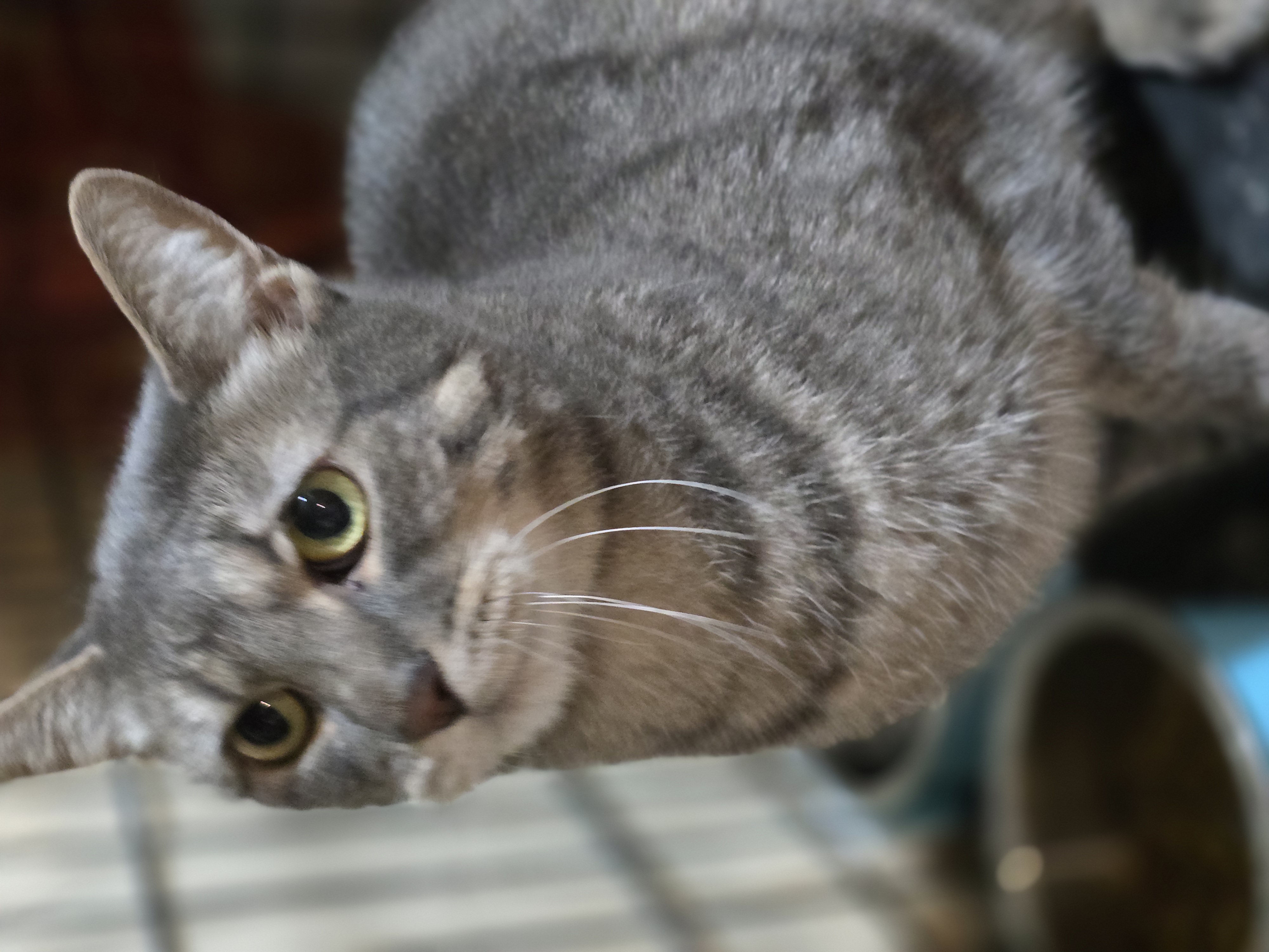 Enlarge Pepperoni, a Adoptable Domestic Short Hair in Nottingham, MD image 2/3