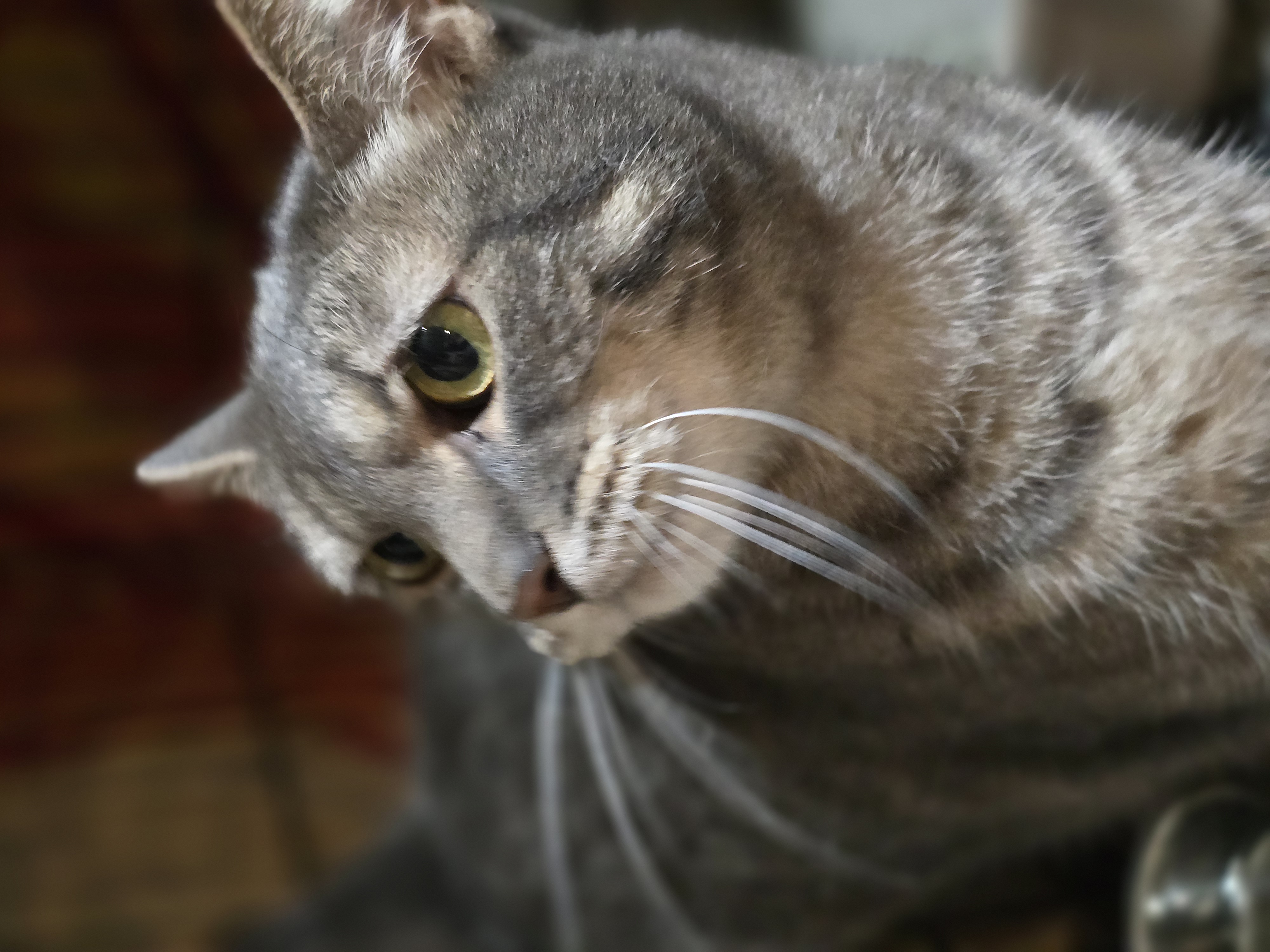 Enlarge Pepperoni, a Adoptable Domestic Short Hair in Nottingham, MD image 3/3