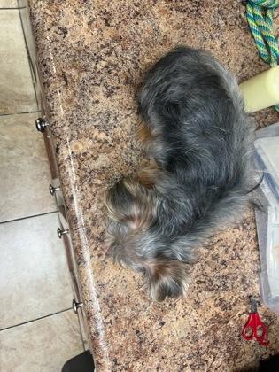 Ryder Jr. thumbnail 3