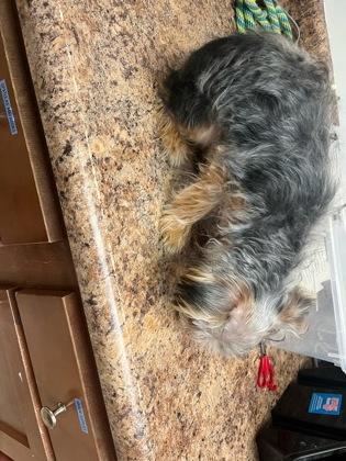 Ryder Jr. thumbnail 4