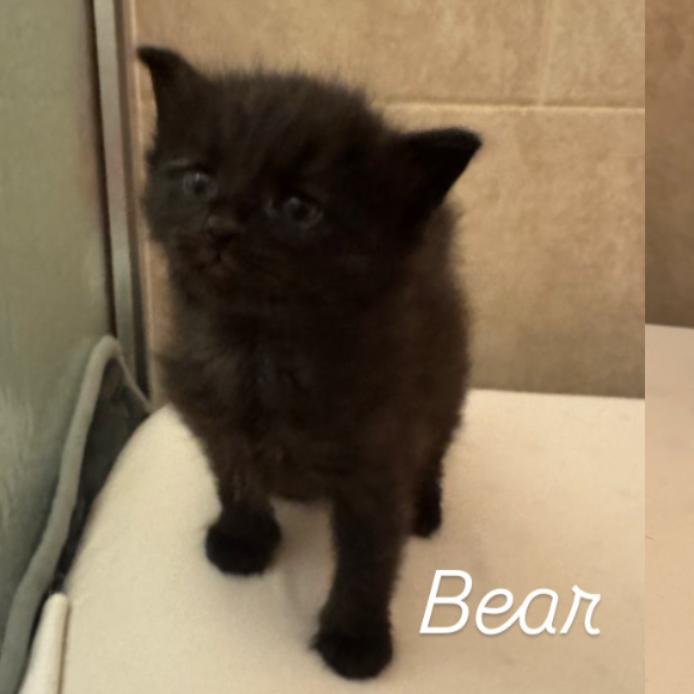 Bear, Adoptable, Kitten Male Domestic Medium Hair.