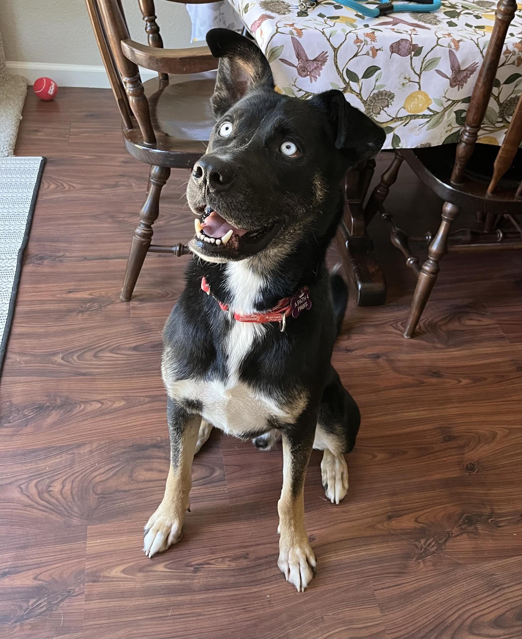 Enlarge Kye aka Storm, a Adoptable Shepherd in Las Vegas, NV image 1/6