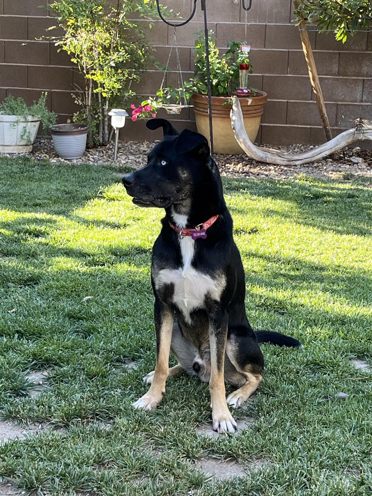 Enlarge Kye aka Storm, a Adoptable Shepherd in Las Vegas, NV image 2/6