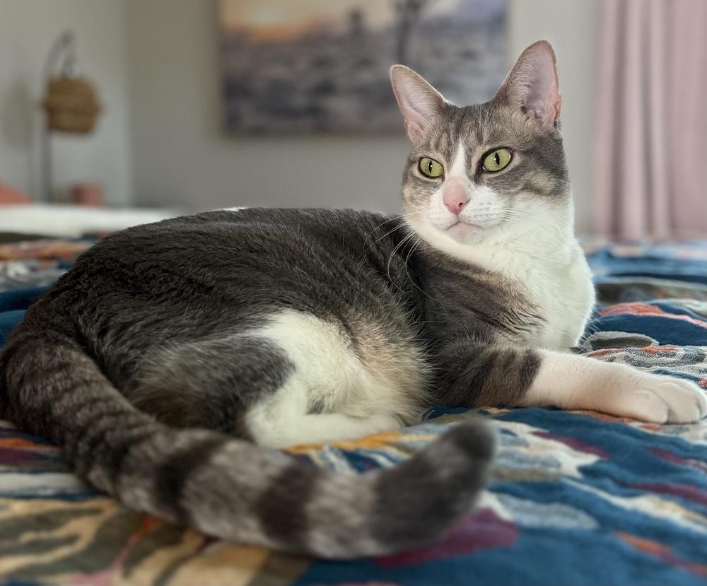 Django — thumbnail 2