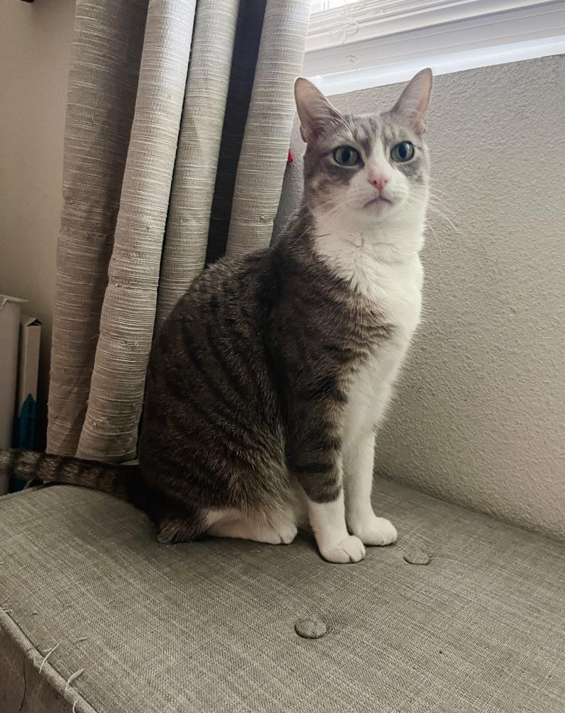 Django — thumbnail 3