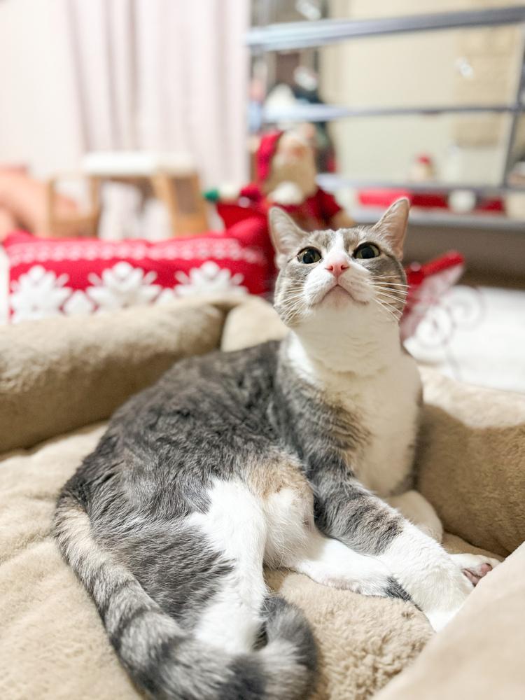 Django — thumbnail 4