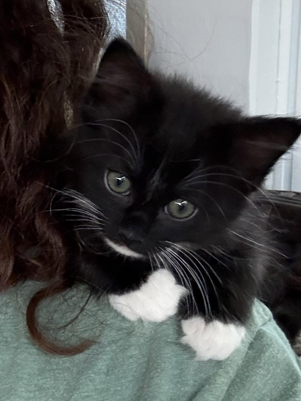 Enlarge Tuna, a Adopted Domestic Medium Hair in Pittsboro, NC image 1/3