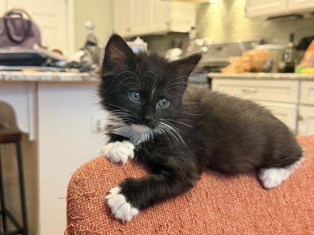 Enlarge Tuna, a Adopted Domestic Medium Hair in Pittsboro, NC image 2/3