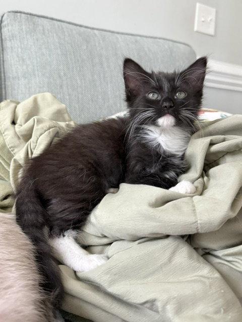 Enlarge Tuna, a Adopted Domestic Medium Hair in Pittsboro, NC image 3/3