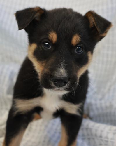 Marn, Adoptable, Puppy Male German Shepherd Dog.