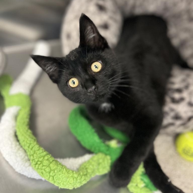 Ember, an adopted Domestic Short Hair in Jackson, MI image 2/6