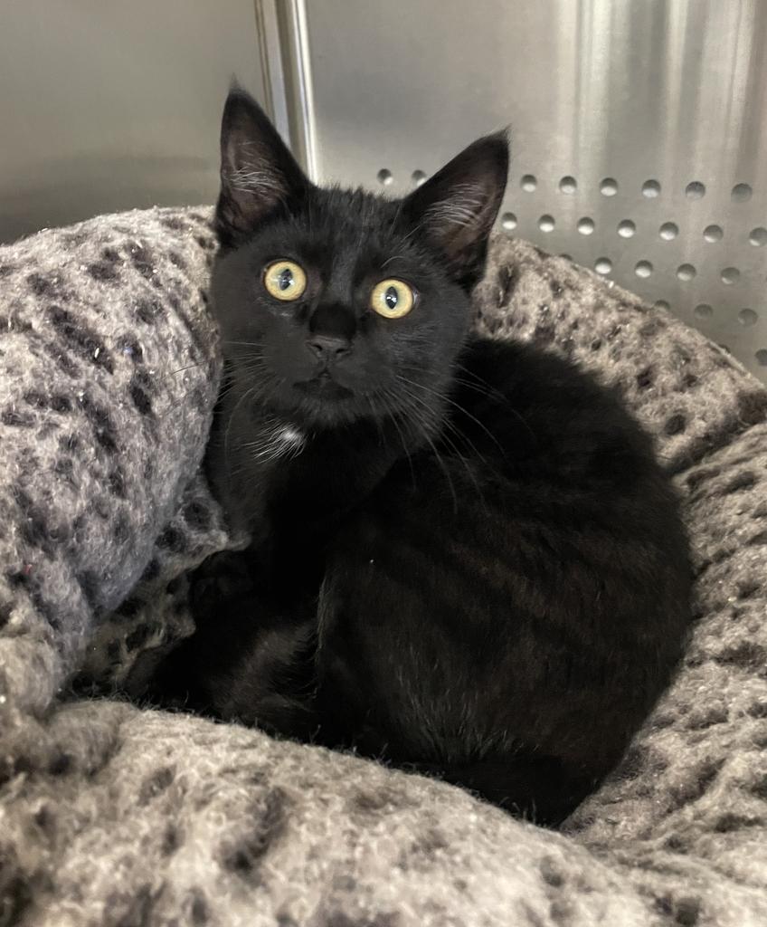 Ember, an adopted Domestic Short Hair in Jackson, MI image 5/6