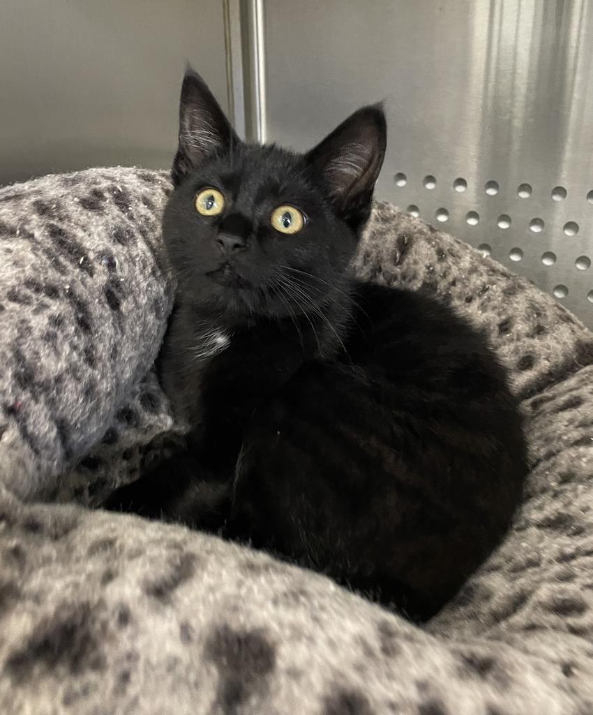 Ember, an adopted Domestic Short Hair in Jackson, MI image 6/6