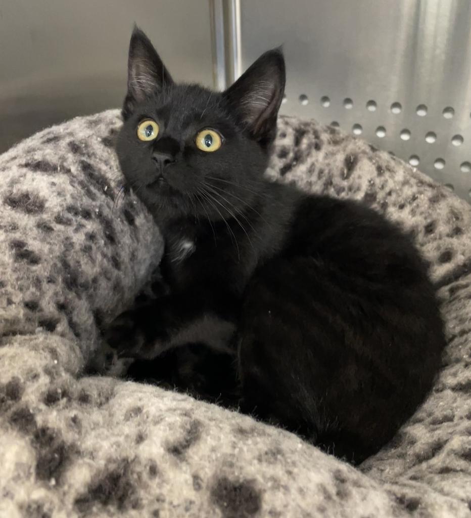 Ember, adopted, Kitten Female Domestic Short Hair.