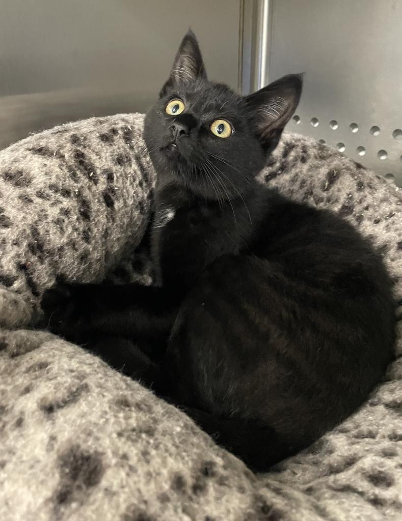 Ember, an adopted Domestic Short Hair in Jackson, MI image 3/6
