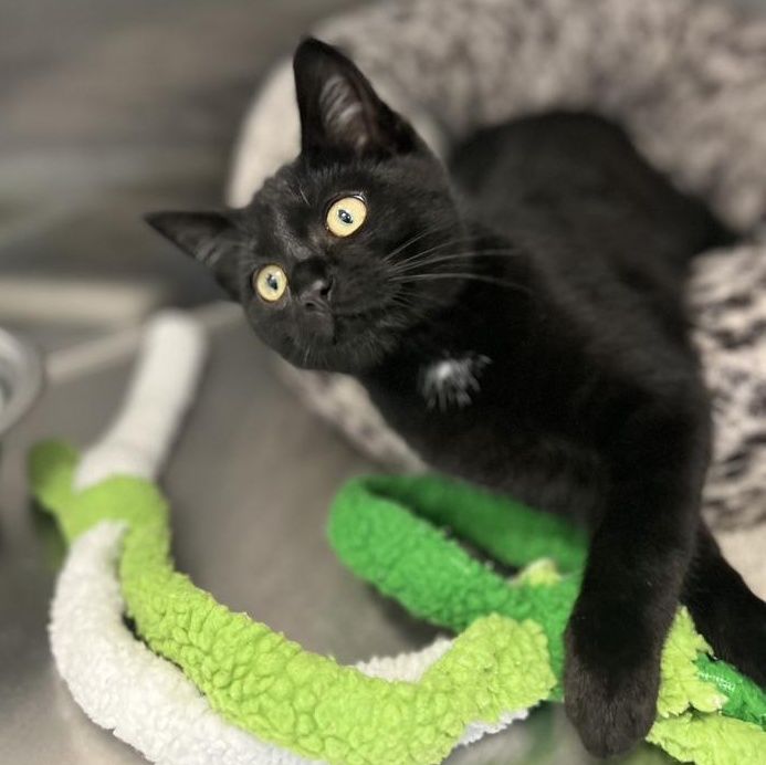 Ember, an adopted Domestic Short Hair in Jackson, MI image 4/6