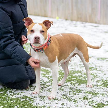 Enlarge Queen, a ADOPTABLE Pit Bull Terrier in Hilliard, OH image 3/3