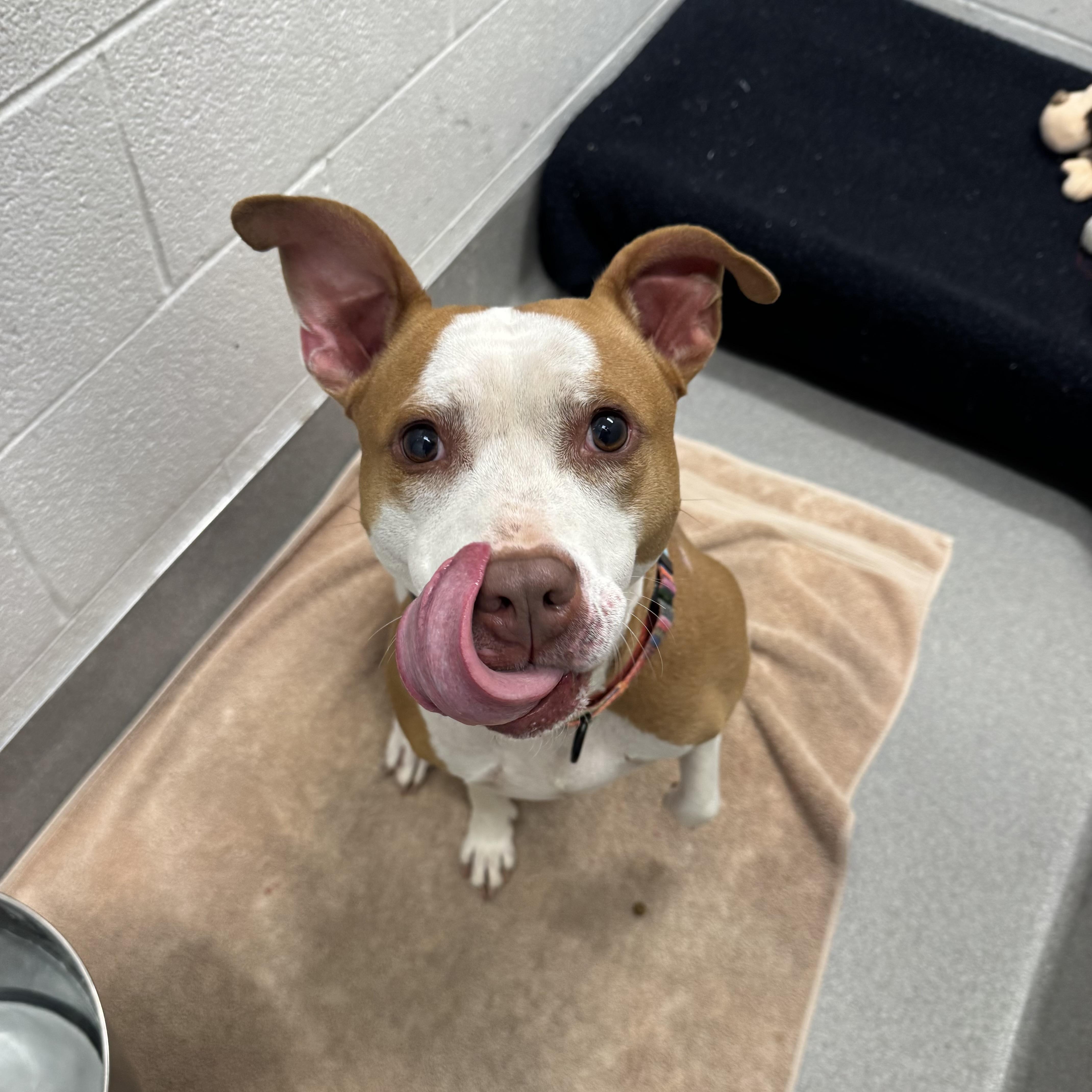 Enlarge Queen, a ADOPTABLE Pit Bull Terrier in Hilliard, OH image 2/3