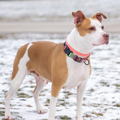 Enlarge Queen, a ADOPTABLE Pit Bull Terrier in Hilliard, OH image 1/3