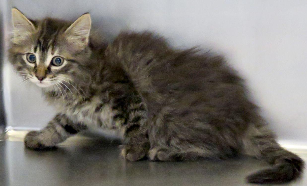 River , adopted, Kitten Female Domestic Long Hair.