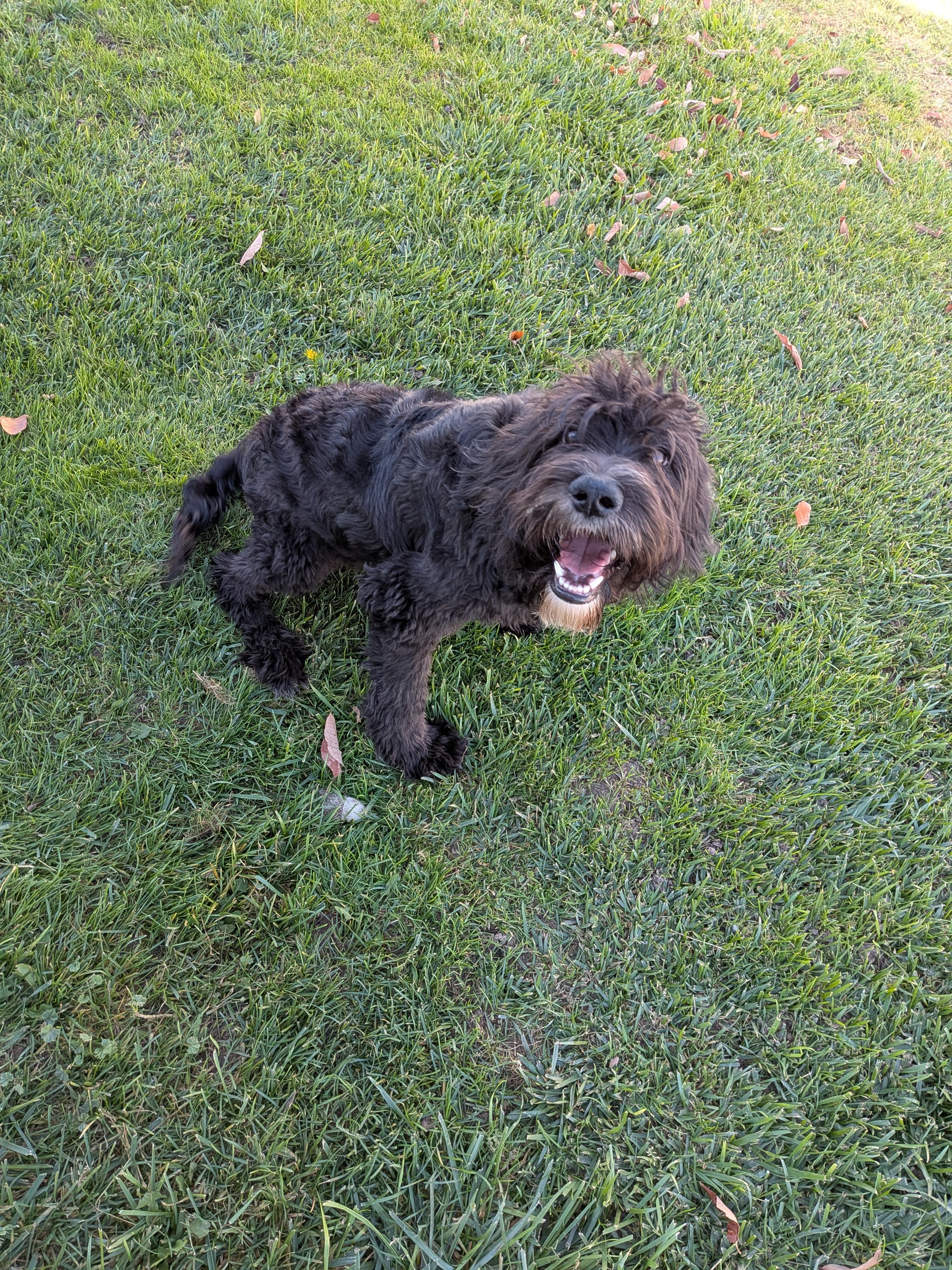 Enlarge Saint, a Adoptable mixed breed in Hermiston, OR image 2/5