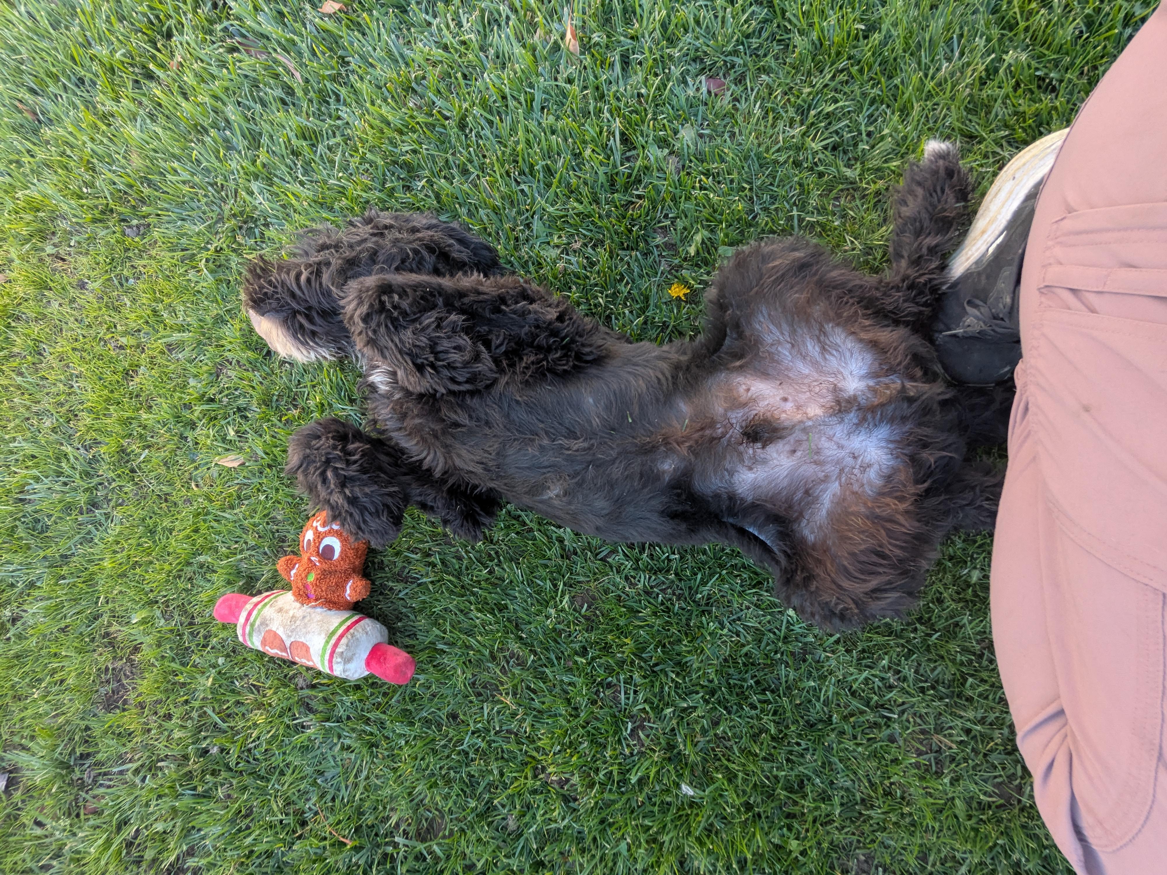 Enlarge Saint, a Adoptable mixed breed in Hermiston, OR image 5/5