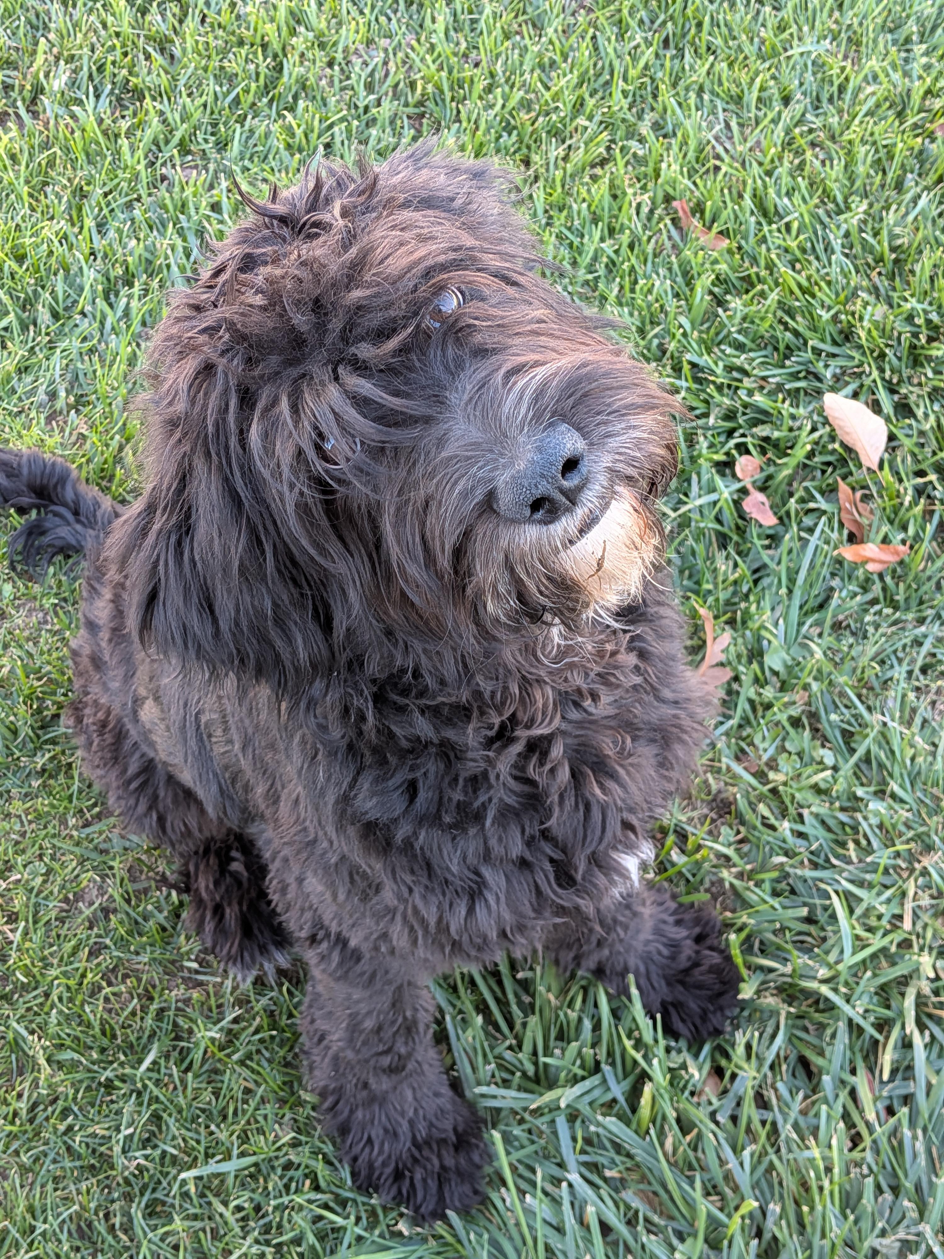 Enlarge Saint, a Adoptable mixed breed in Hermiston, OR image 3/5