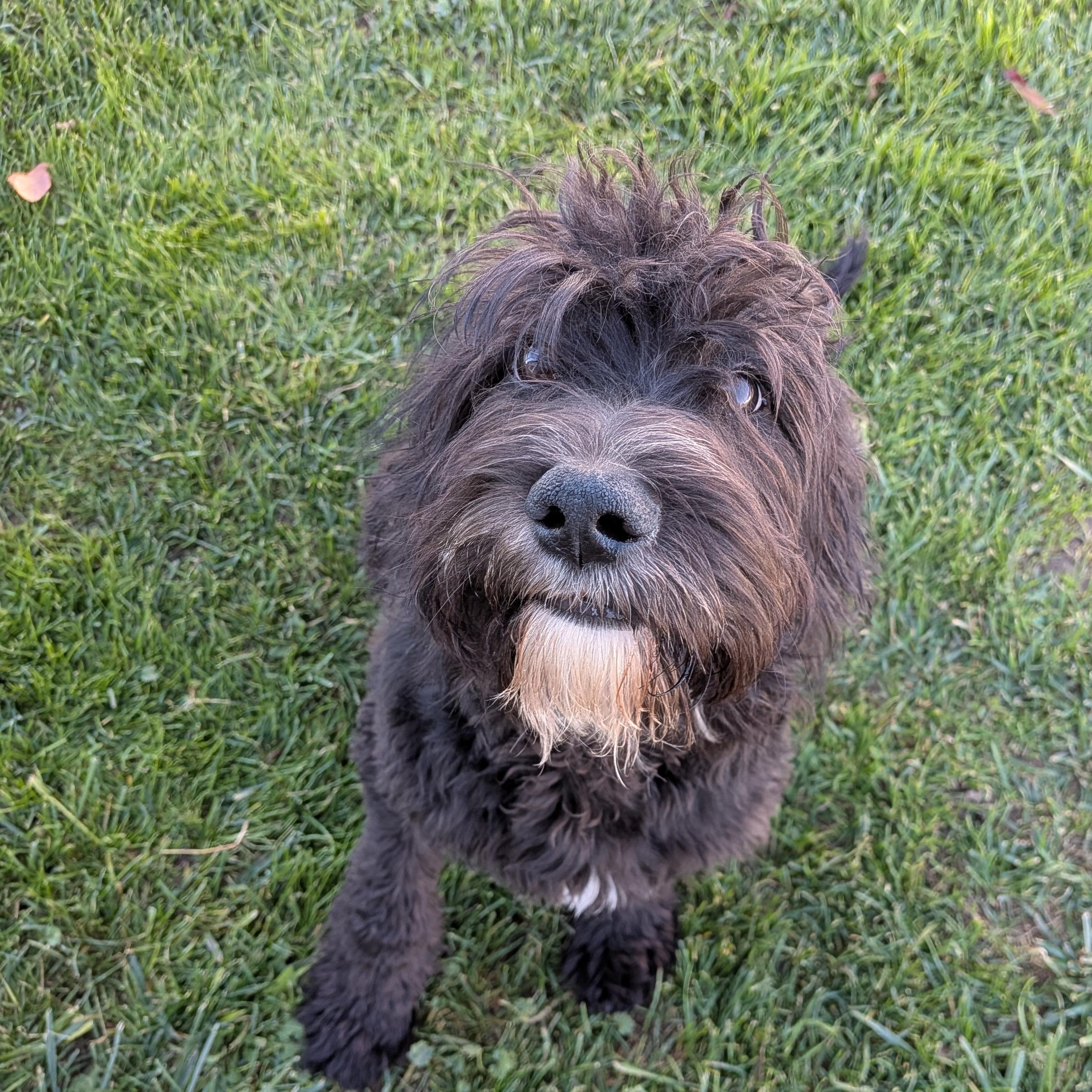 Saint, Adoptable, Puppy Male Goldendoodle.