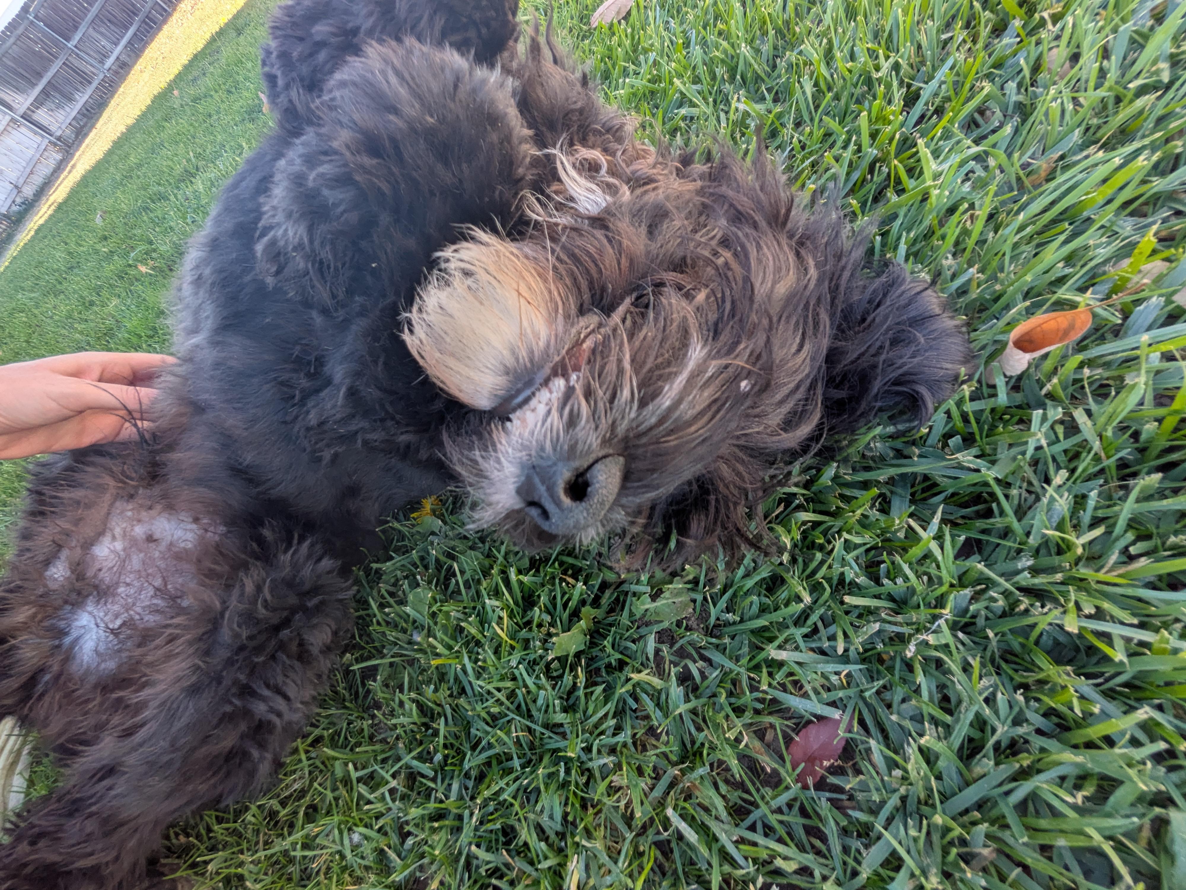 Enlarge Saint, a Adoptable mixed breed in Hermiston, OR image 4/5