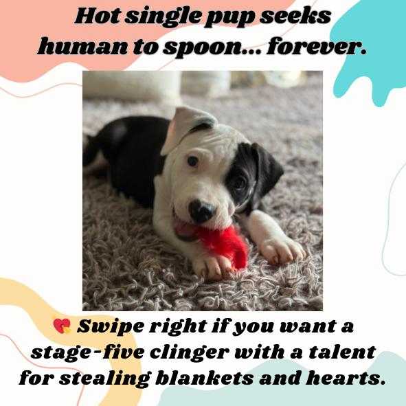 Lucky, Adopted, Puppy Male Mixed Breed.