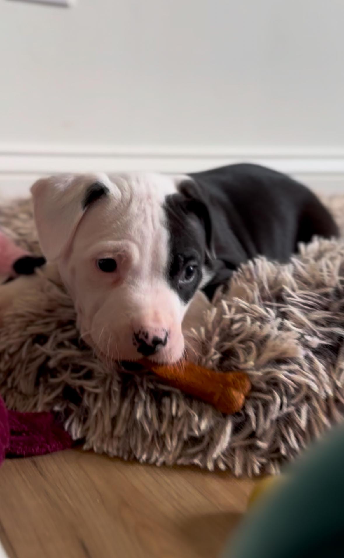 Enlarge Lucky, a Adopted Mixed Breed in Catawba, NC image 2/6