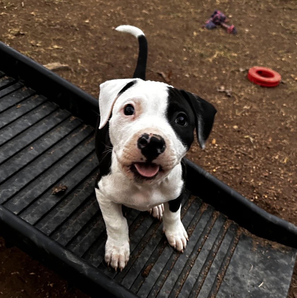 Enlarge Lucky, a Adopted Mixed Breed in Catawba, NC image 3/6