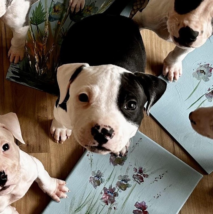 Enlarge Lucky, a Adopted Mixed Breed in Catawba, NC image 4/6