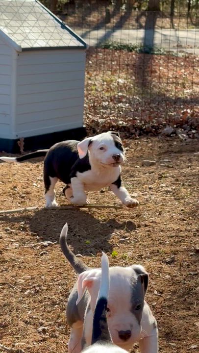 Enlarge Lucky, a Adopted Mixed Breed in Catawba, NC video 6/6