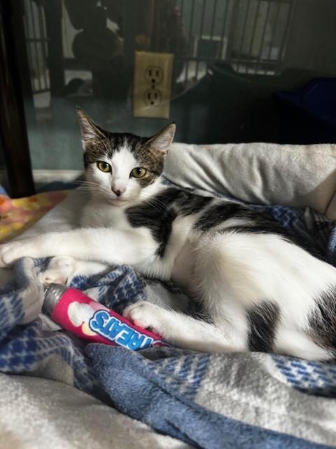 Pansy, Adoptable, Young Female Domestic Short Hair.