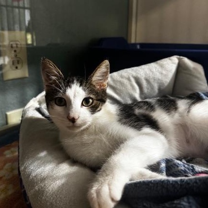 Enlarge Pansy, a Adoptable Domestic Short Hair in Hutchinson, MN image 2/3