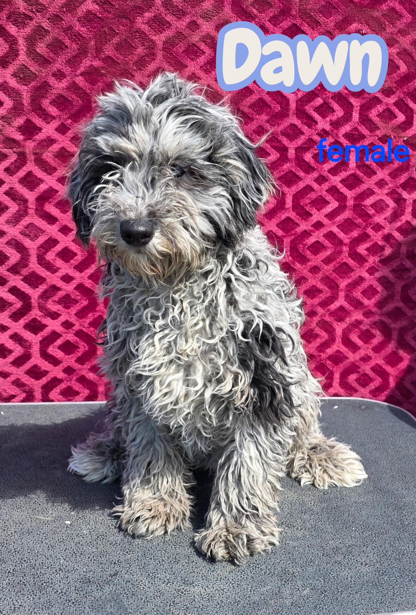 Dawn , ADOPTABLE, Puppy Female Portuguese Water Dog & Poodle.